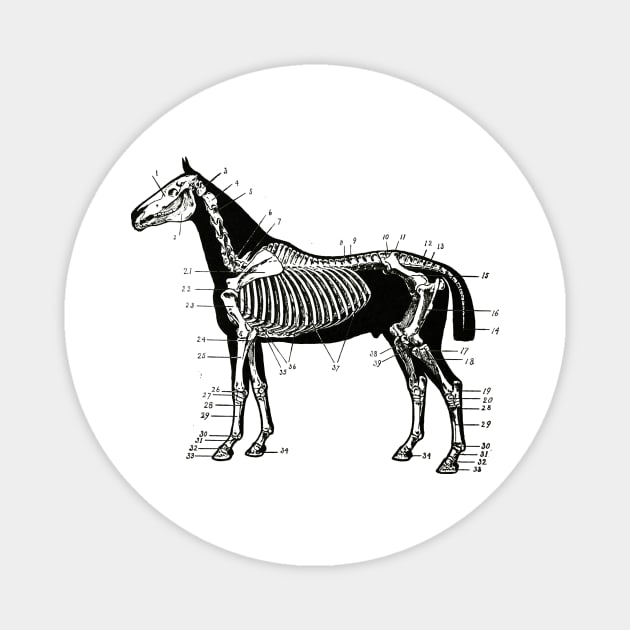 Horse Skeleton Drawing Magnet by KnuckleTonic